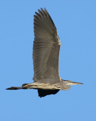 Grey heron, juvenile