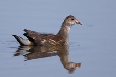Common Moorhen, juvenile