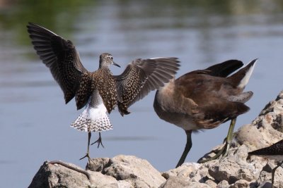 Wood Sandpiper
