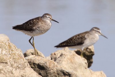 Wood Sandpiper - Group