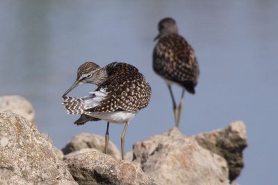 Wood Sandpiper