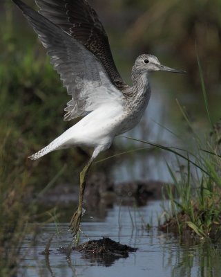 Greenshank