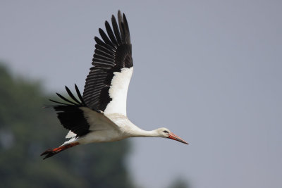 White Stork - In Flight