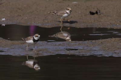 Little Ringed Plover