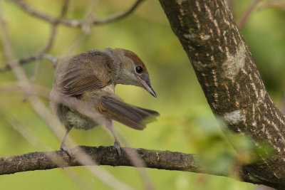 Blackcap, female