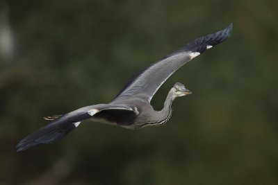 Grey heron, juvenile