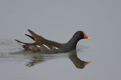 Common Moorhen