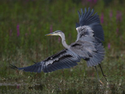 Grey heron, juvenile