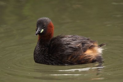 Little grebe, mating plumage