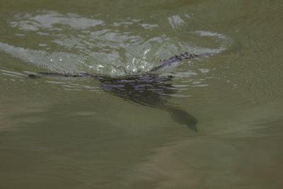 Little grebe