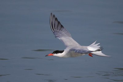 Common Tern