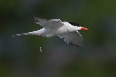 Common Tern