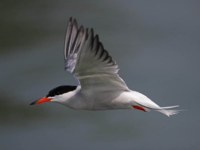 Common Tern
