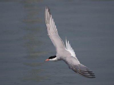 Common Tern