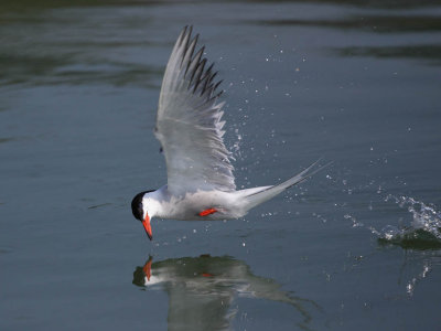 Common Tern - Fishing
