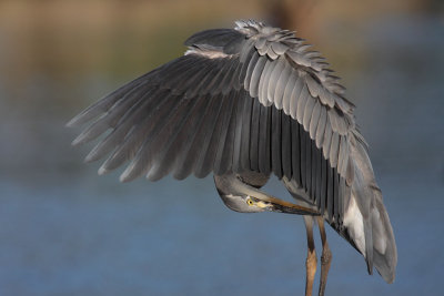 Grey Heron, grooming