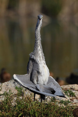 Grey Heron, grooming