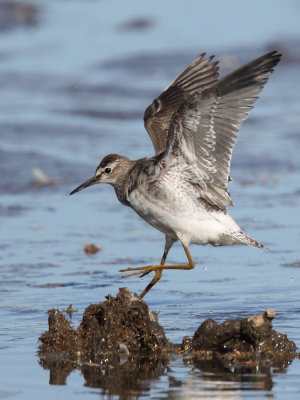 Wood Sandpiper