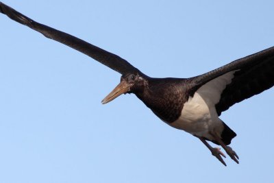 Black Stork, immature