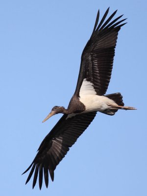 Black Stork, immature