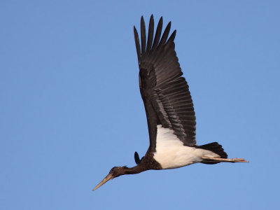 Black Stork