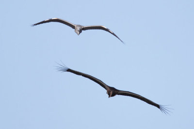 Black Stork, immature