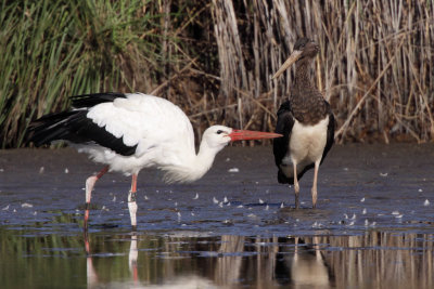 Black Stork and White Stork