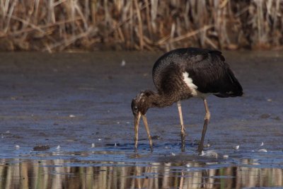 Black Stork, immature