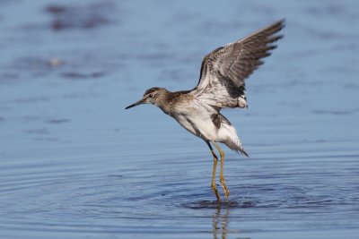 Wood Sandpiper - In Action