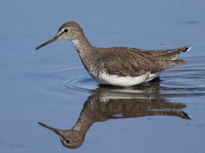 Green Sandpiper