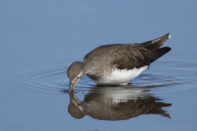 Green Sandpiper