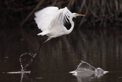 Great Egret