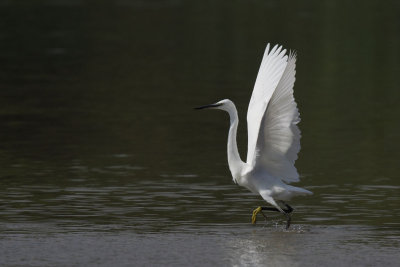 Little Egret