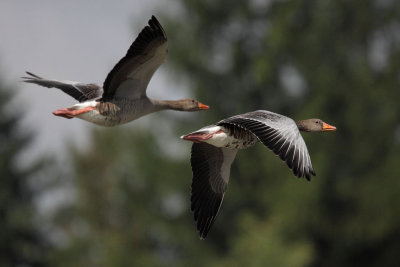 Greylag Goose