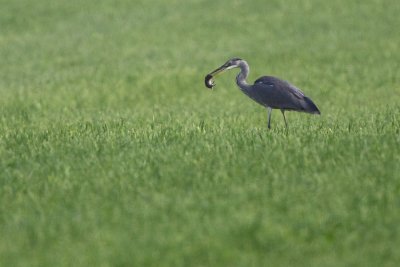 Grey heron, juvenile