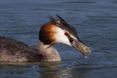 Great crested grebe, with crayfish