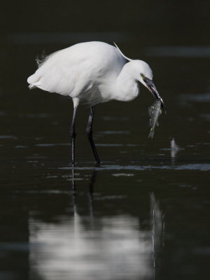 Little egret with catch
