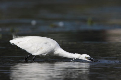 Little Egret, luring