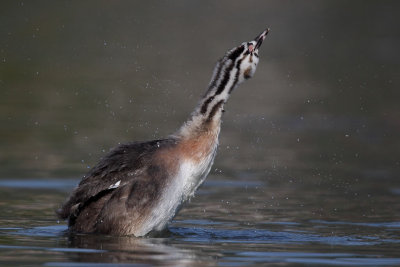 Great crested grebe, juvenile grooming