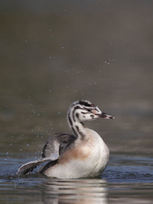 Great crested grebe, juvenile grooming