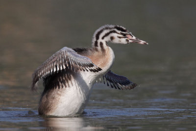 Great crested grebe, juvenile grooming