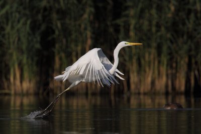 Great Egret