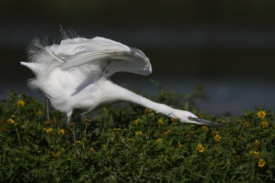 Little Egret - Preening