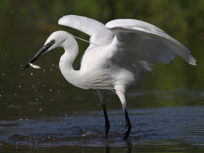 Little egret with catch