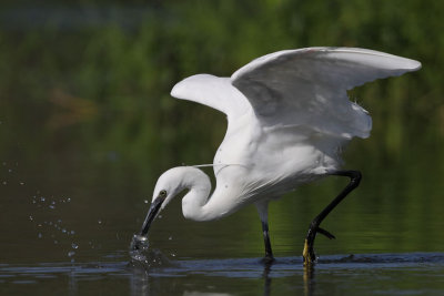 Little egret with catch