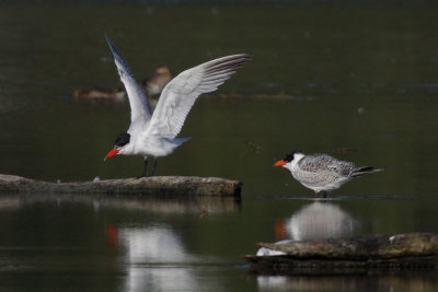 Caspian Tern