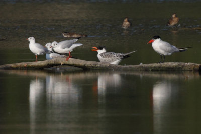 Caspian Tern