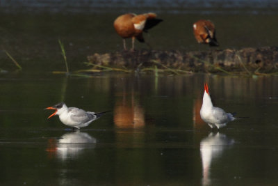 Caspian Tern