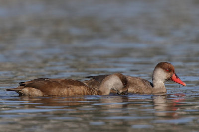 Red-crested Pochard, female and male