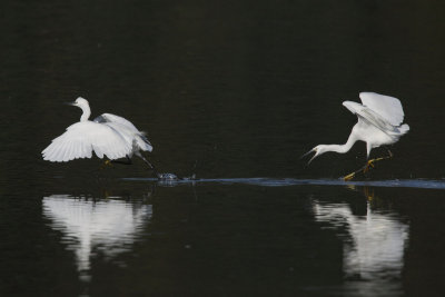 Little Egret